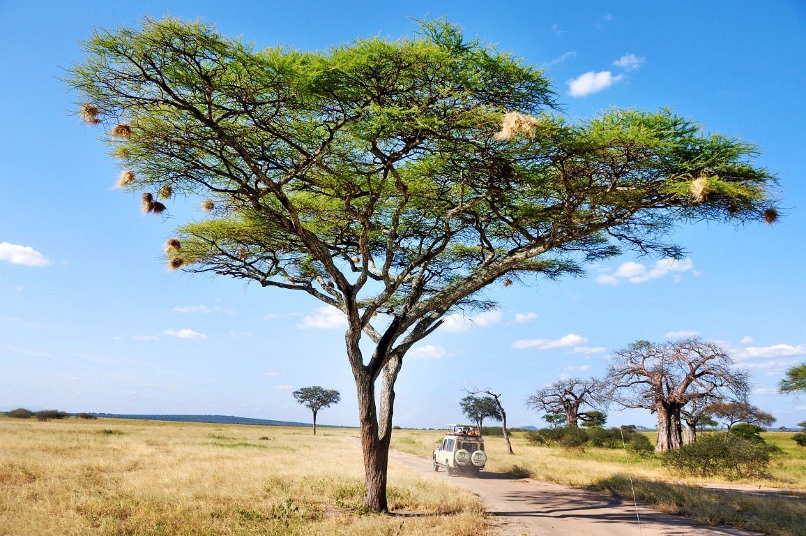 Камфорный лавр в Танзании