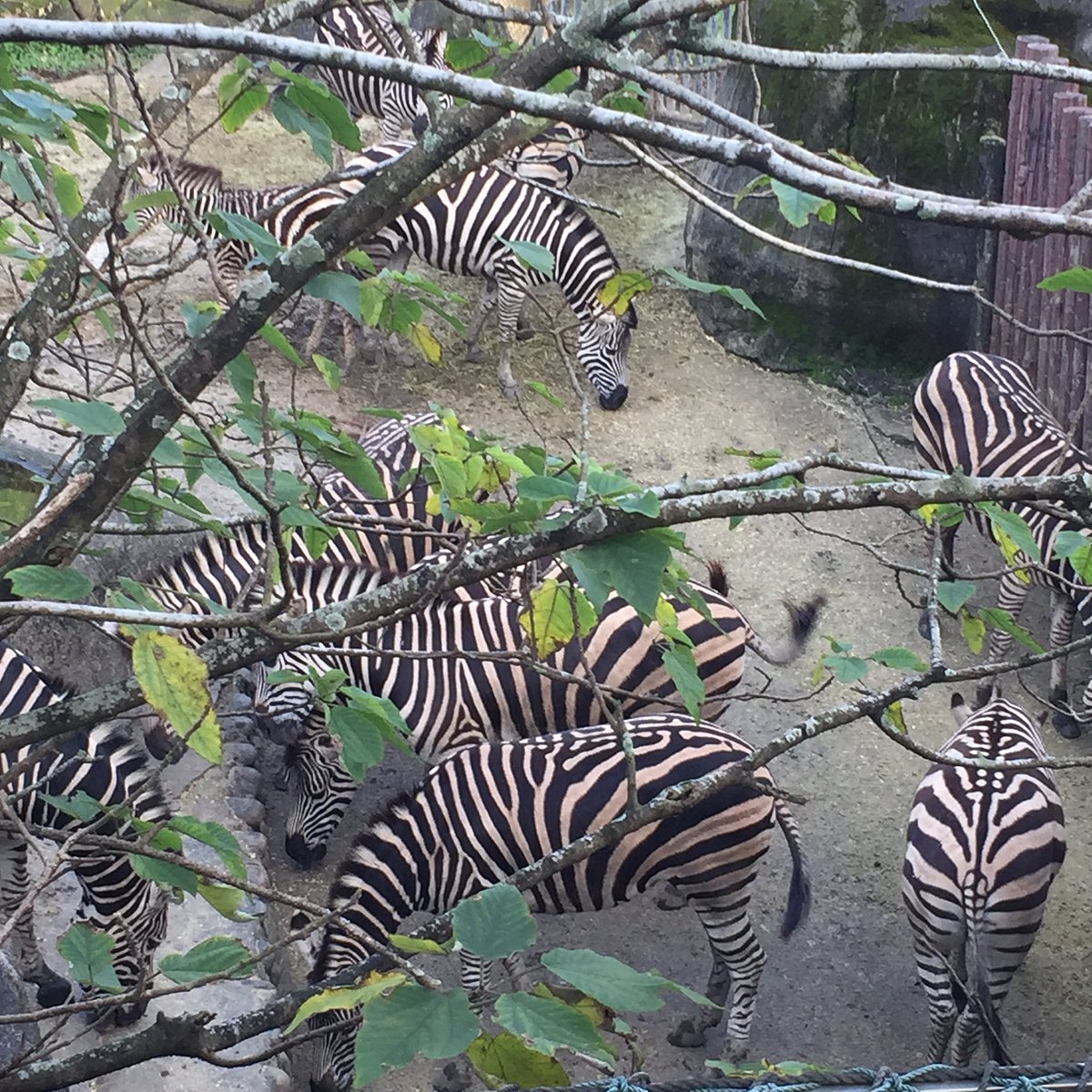 Taipei Zoo, Wenshan: лучшие советы перед посещением - Tripadvisor