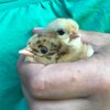 Madicken