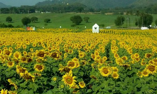 Welcome to Khao yai Thailand