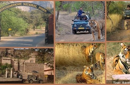 THE 10 BEST Things to Do in Ranthambore National Park - 2023 (with Photos)  - Tripadvisor