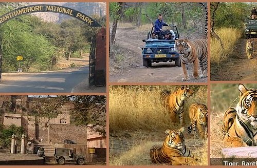 THE 10 BEST Things to Do in Ranthambore National Park - 2023 (with Photos)  - Tripadvisor