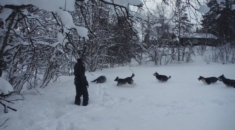 If you want you can join us to walk the puppies