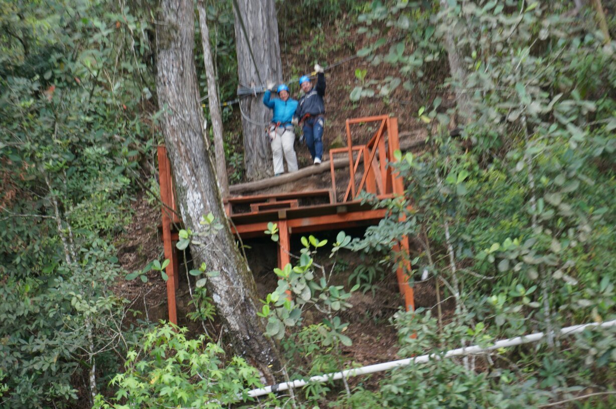美白)チランジア ファシクラータ, Honduras （大型種の入門