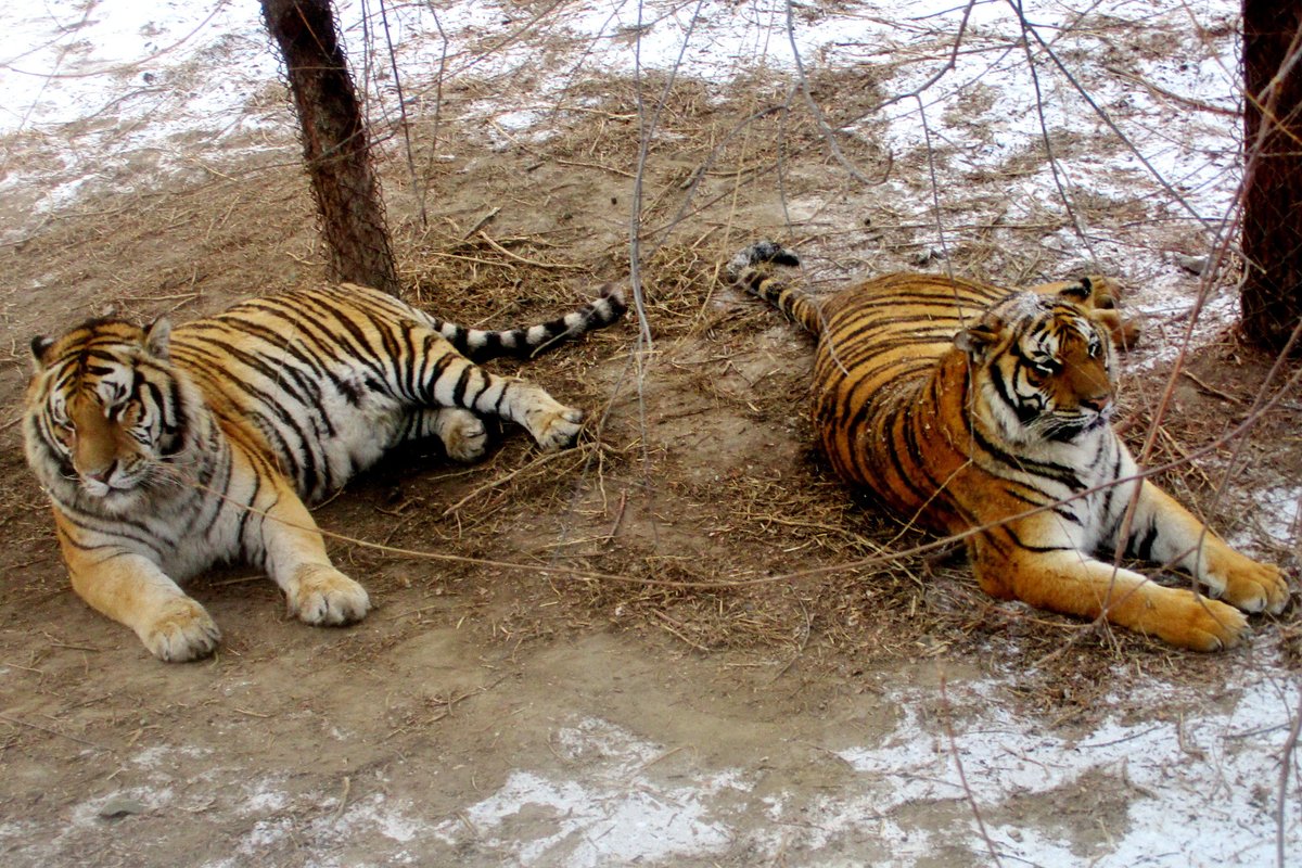 Siberian Tiger Park - All You Need to Know BEFORE You Go (with Photos)