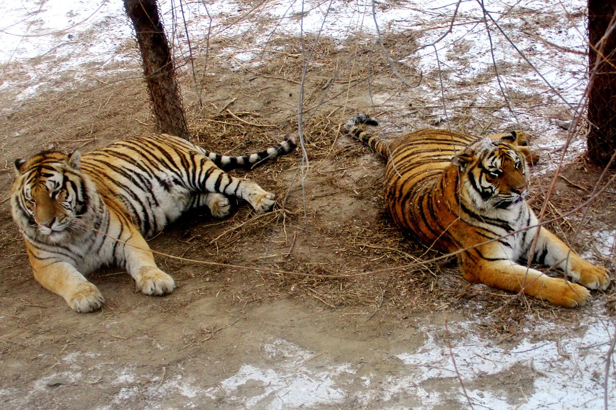 Siberian Tiger Park - All You Need to Know BEFORE You Go (with Photos)