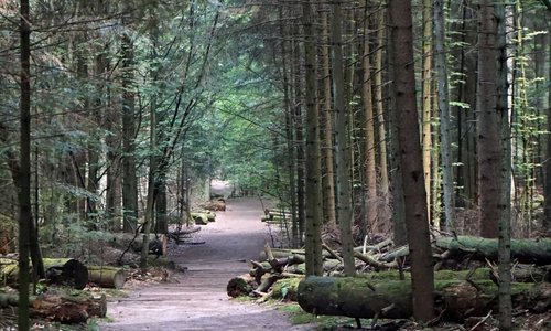 ROZTOCZAŃSKI PARK NARODOWY CZERWIEC 2018