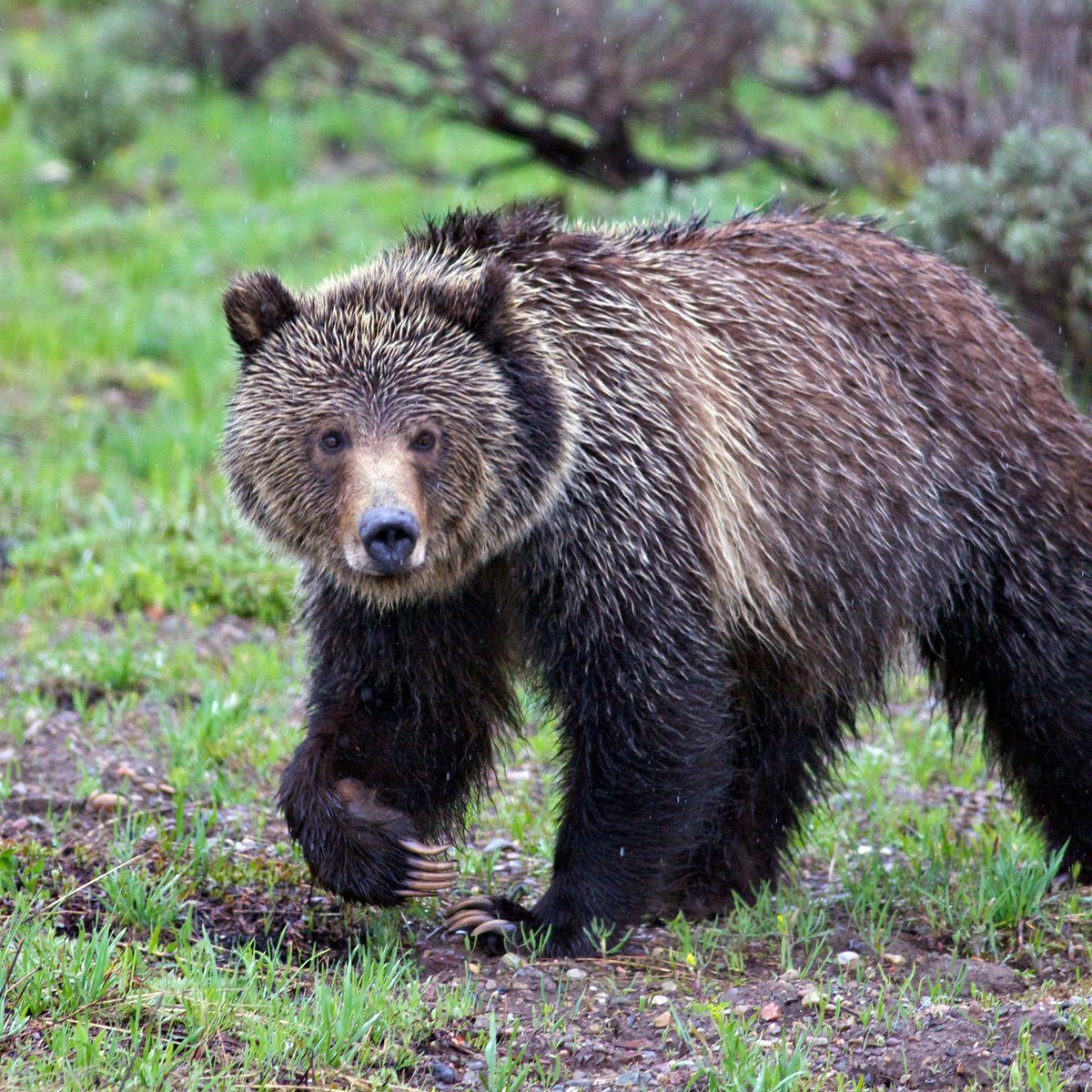 GRIZZLY COUNTRY WILDLIFE ADVENTURES (Jackson) - All You Need to Know ...