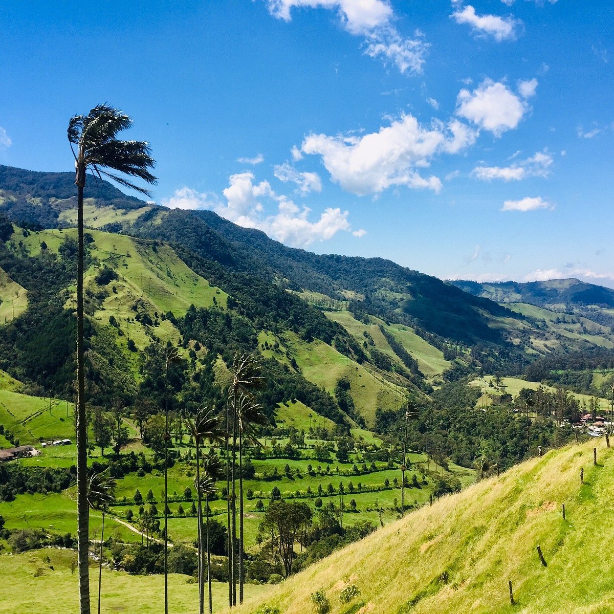 bosques-de-cocora-salento-2022-what-to-know-before-you-go-with