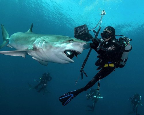 The 10 Best Florida Shark Diving Activities (2024) - Tripadvisor