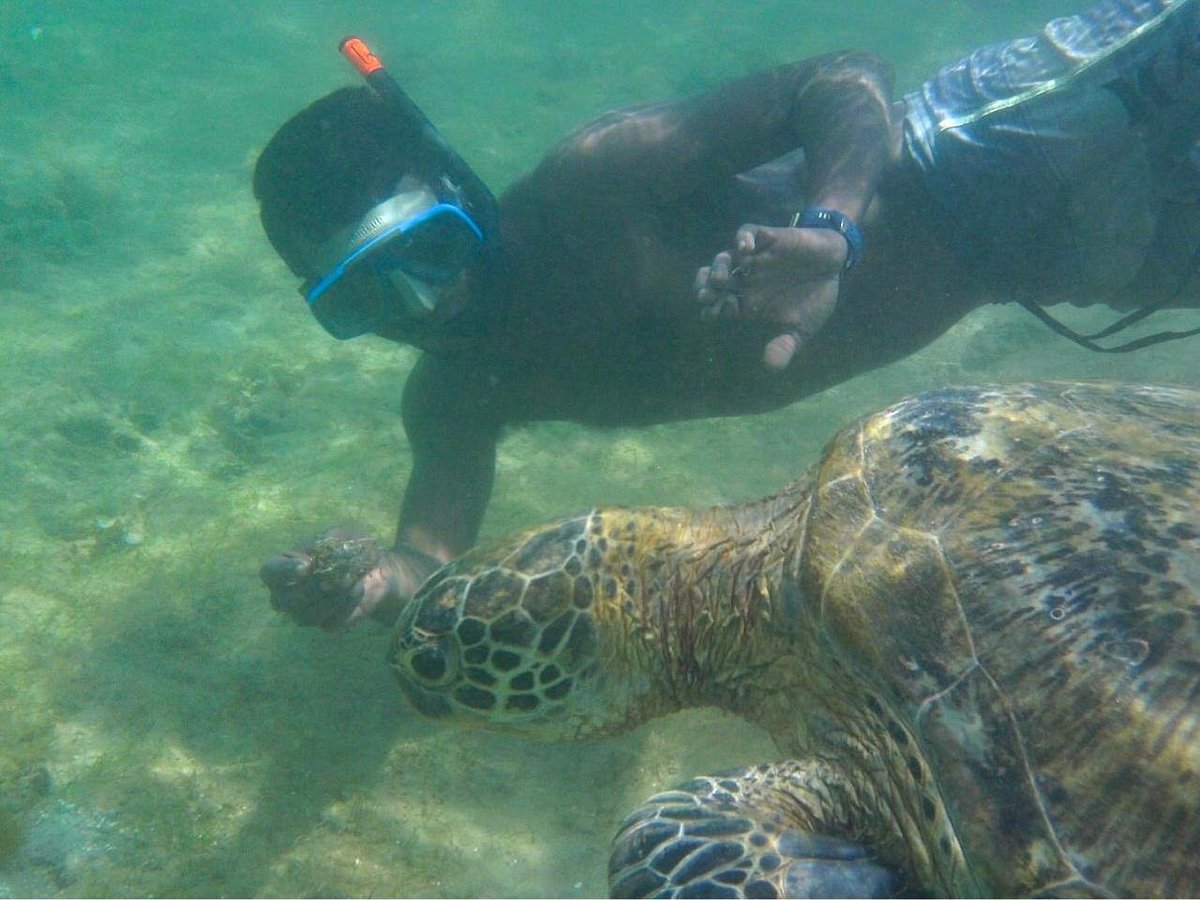 Turtle Bay Activities, Велигама: лучшие советы перед посещением -  Tripadvisor