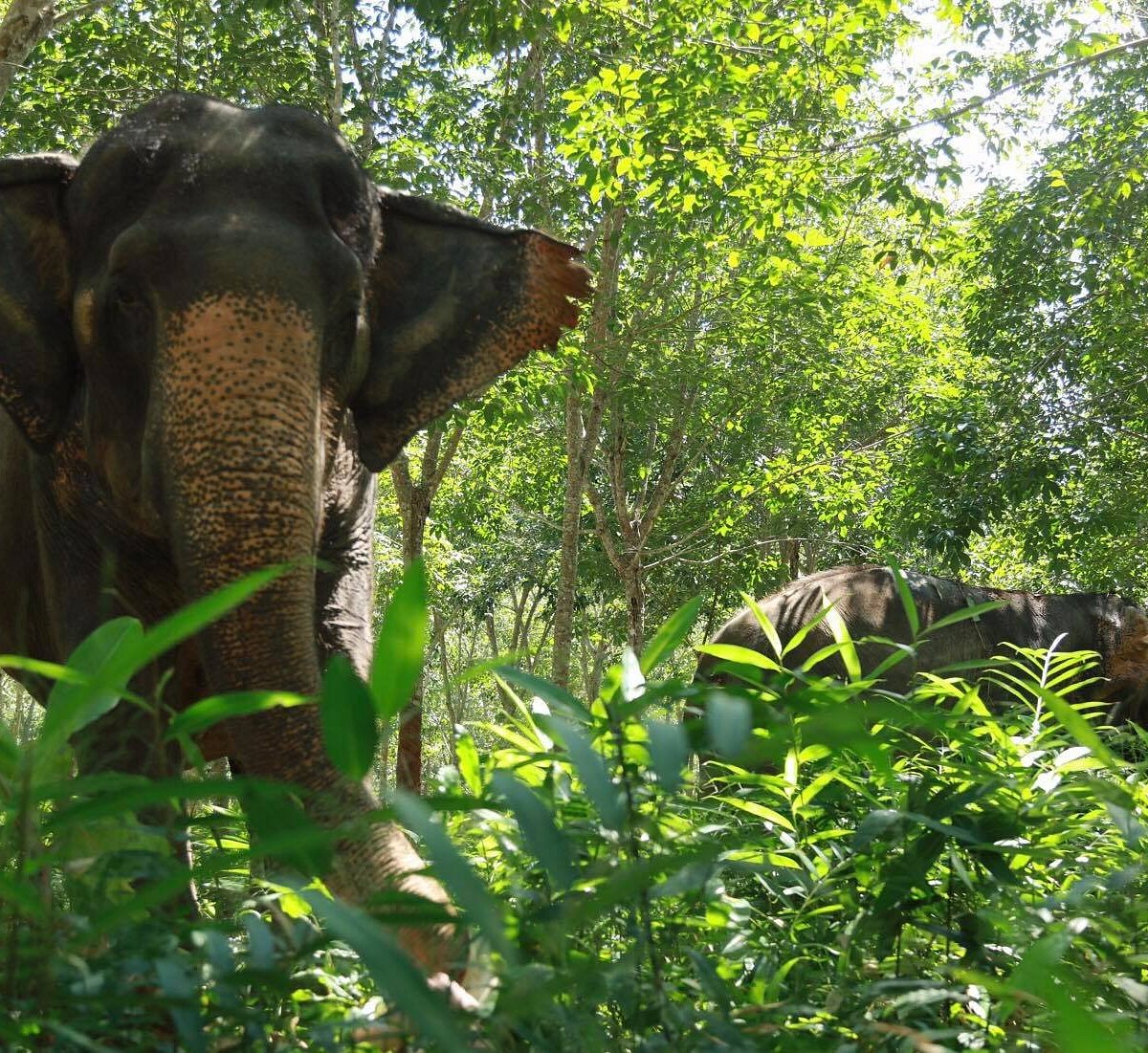 Elephant jungle sanctuary phuket. В джунглях встречаются слон. Слон убежал в джунгли с туристами. Работа слона в джунглях. Самара слоны в джунглях.