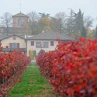 Every Cleto Chiarli’s wine is produced into Cialdini estate’s cellar, which is located in Castelvetro di Modena and dedicated exclusively to this high quality line.
Evocative view of Lambrusco Grasparossa vineyards.
La produzione di tutti i vini Cleto Chiarli avviene nella cantina situata all’interno della Tenuta Cialdini a Castelvetro di Modena, dedicata esclusivamente a questa linea di altissima qualità.
Uno sguardo suggestivo ai vigneti di Lambrusco Grasparossa.