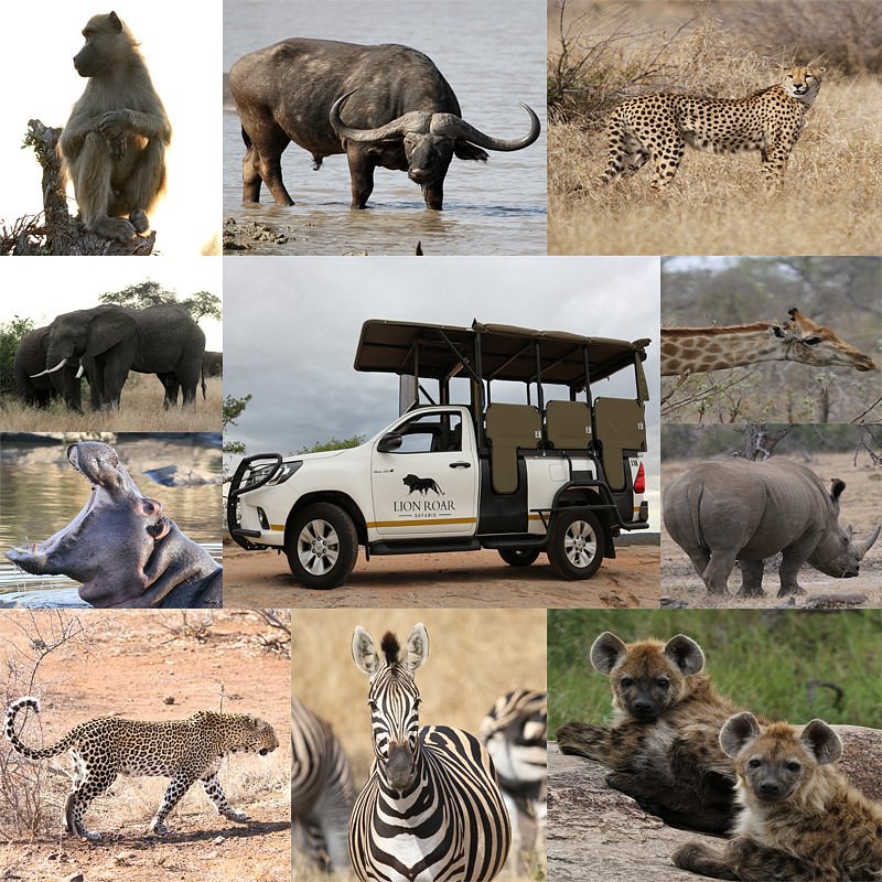 LION ROAR SAFARIS (Nelspruit) - All You Need to Know BEFORE You Go