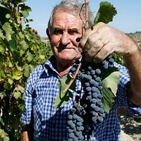 Vendemmia Toscana