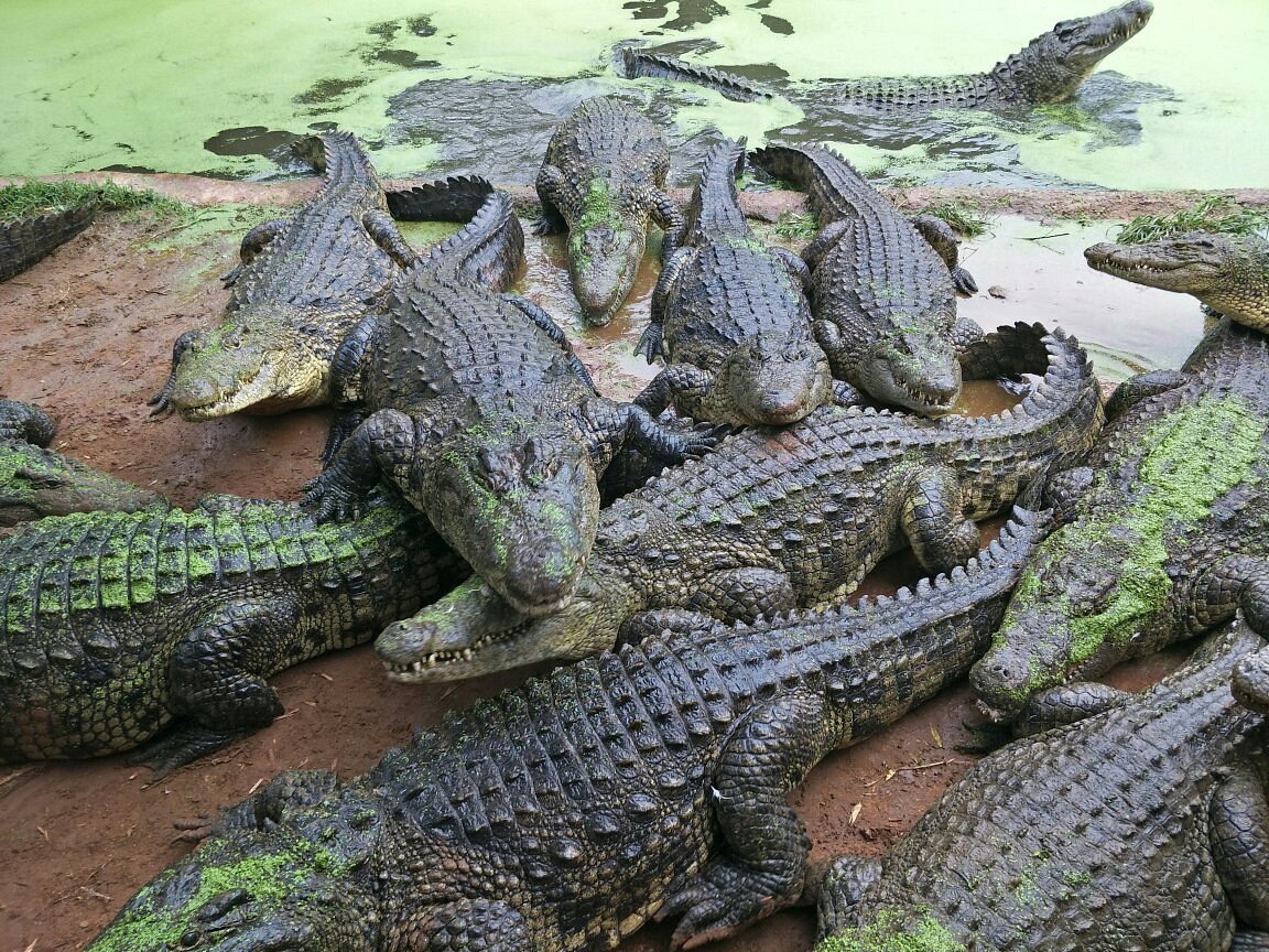 Kwena Crocodile Farm, Сан-Сити: лучшие советы перед посещением - Tripadvisor