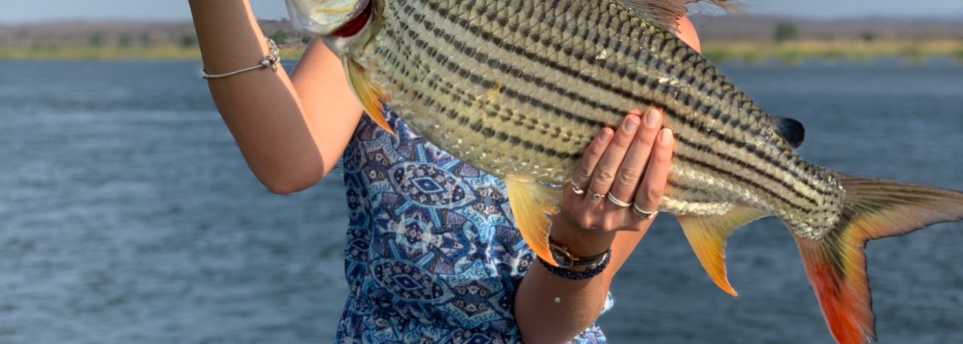 14.5Lbs Tiger Fish