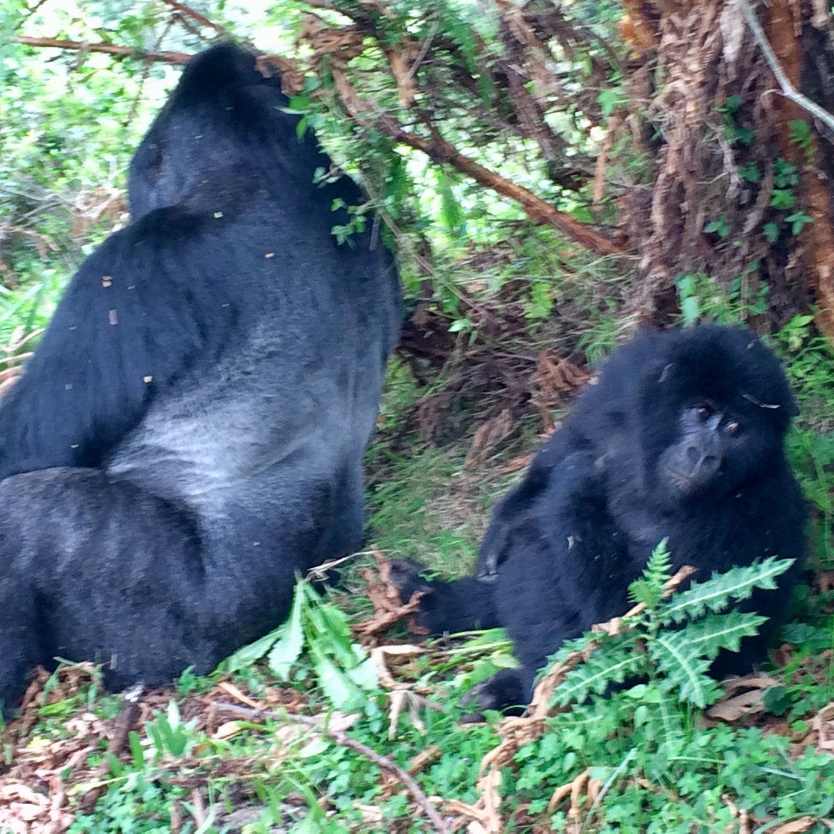 Mgahinga Gorilla National Park (Kisoro) - All You Need to Know BEFORE ...