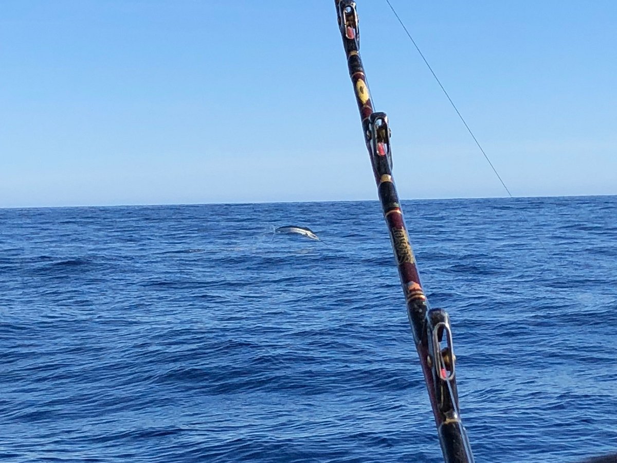 Wahoo - Rod Fishing club