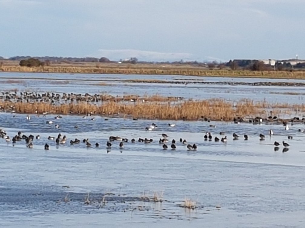 RSPB MARSHSIDE (2024) All You Need to Know BEFORE You Go (with Photos)