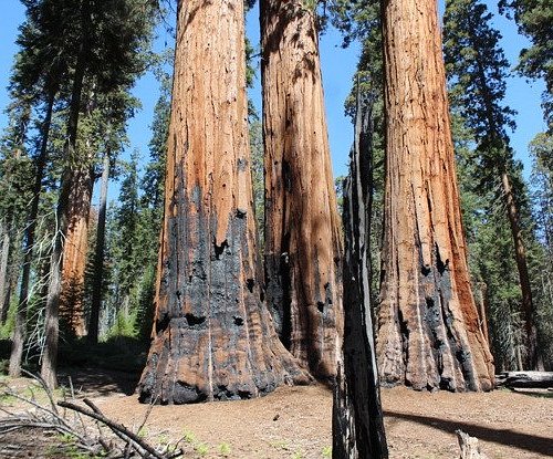 Blaze 'creeps' through wilderness in Sequoia & Kings Canyon National Parks