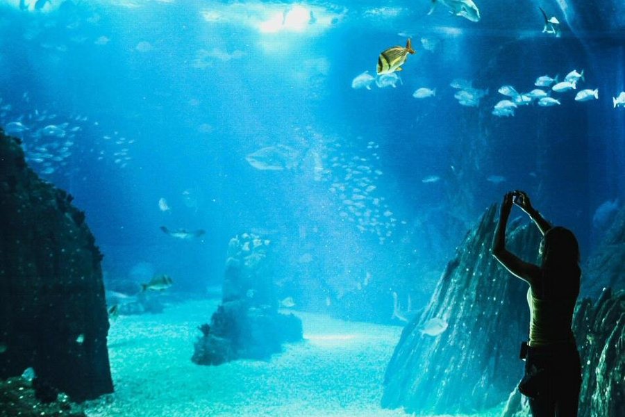 Oceanário de Lisboa image