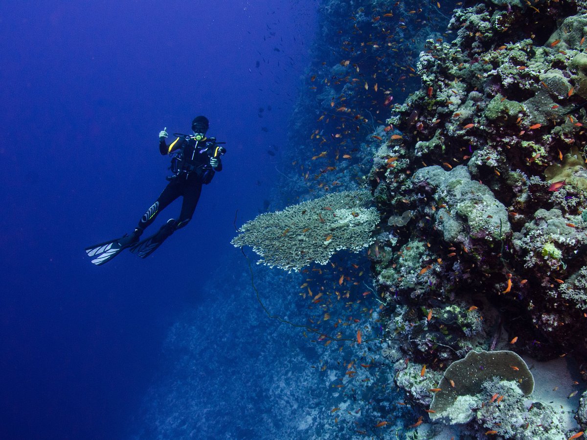 Gus Dive Center (Santo Domingo, Dominican Republic): Hours, Address -  Tripadvisor