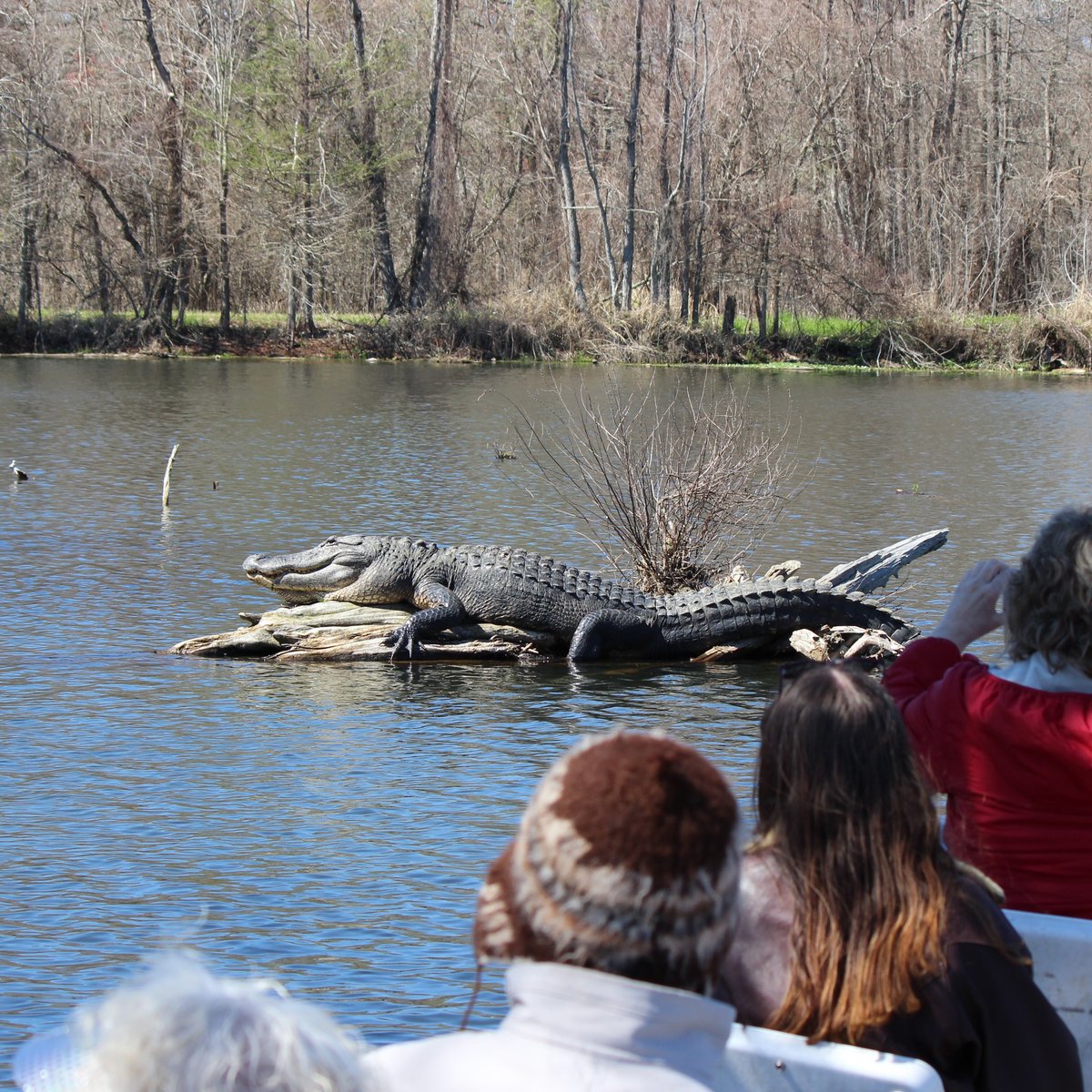 Cajun Country Swamp Tours (Breaux Bridge) - All You Need to Know BEFORE ...