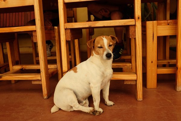 Our friendly Pedro - welcoming friend for guests