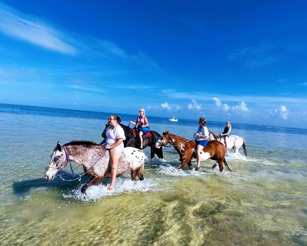 THE BEST St. Petersburg Horseback Riding Tours (Updated 2024)