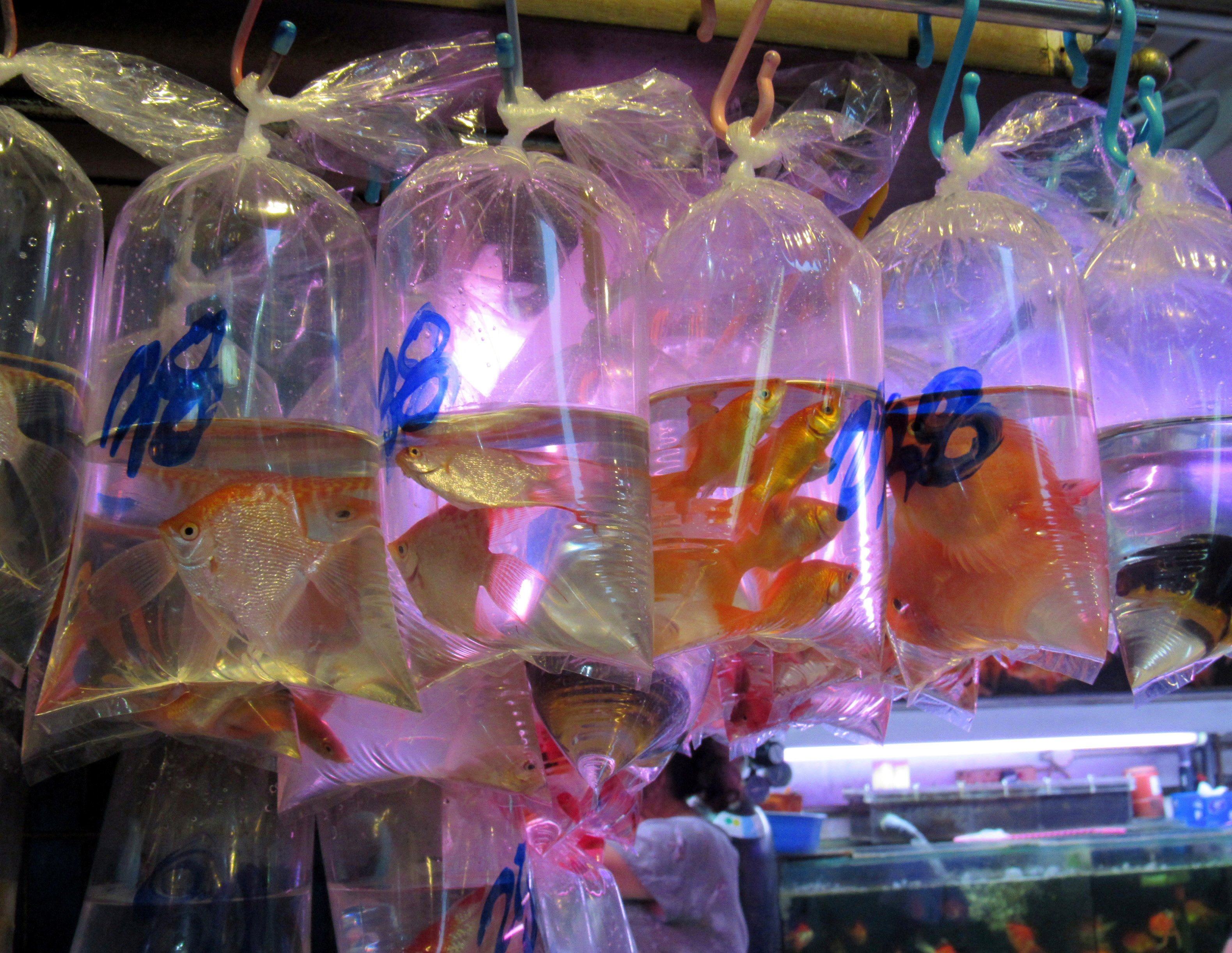 goldfish market near me