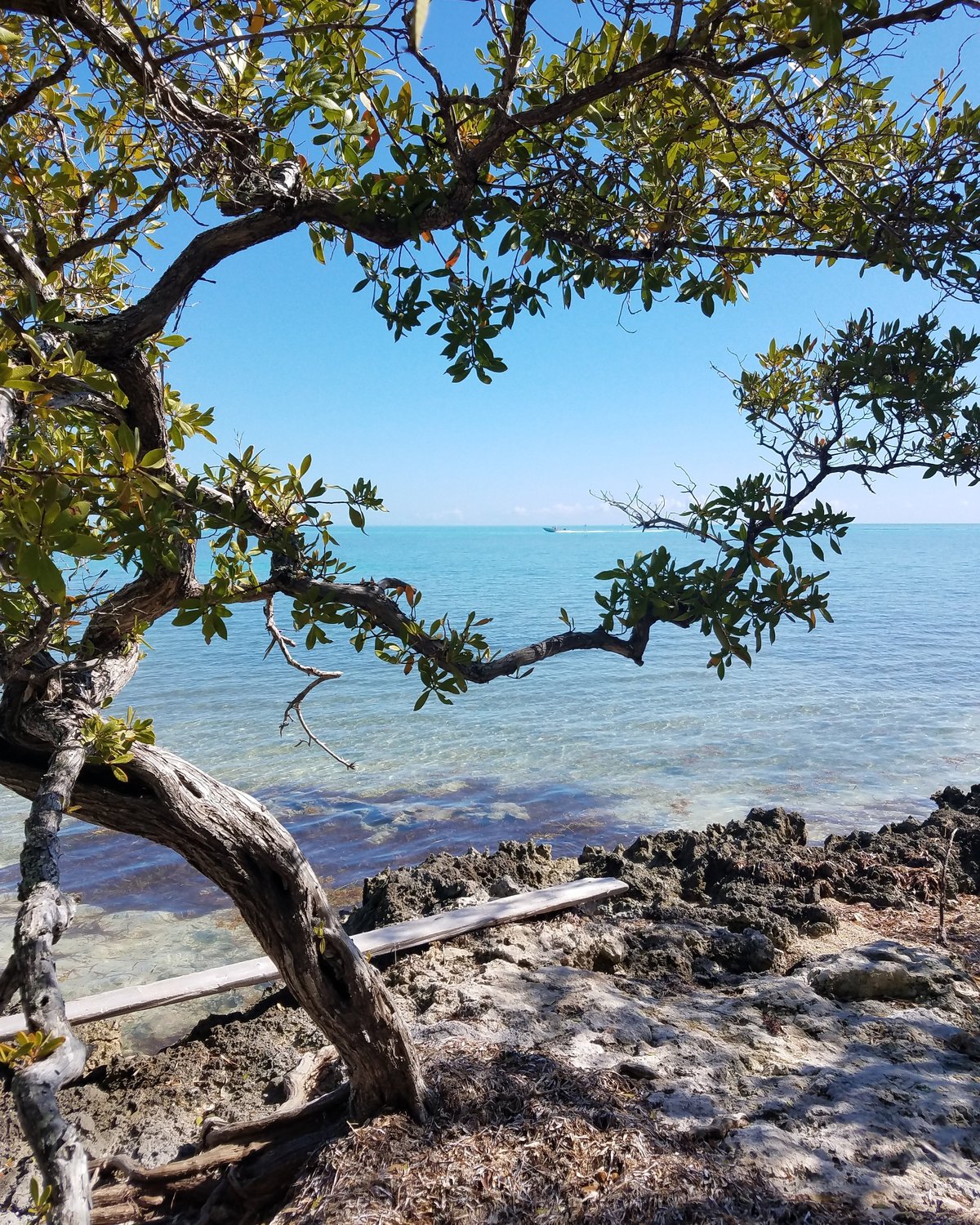 Escape To Paradise: Lignumvitae Key Botanical State Park, Florida’s Hidden Gem