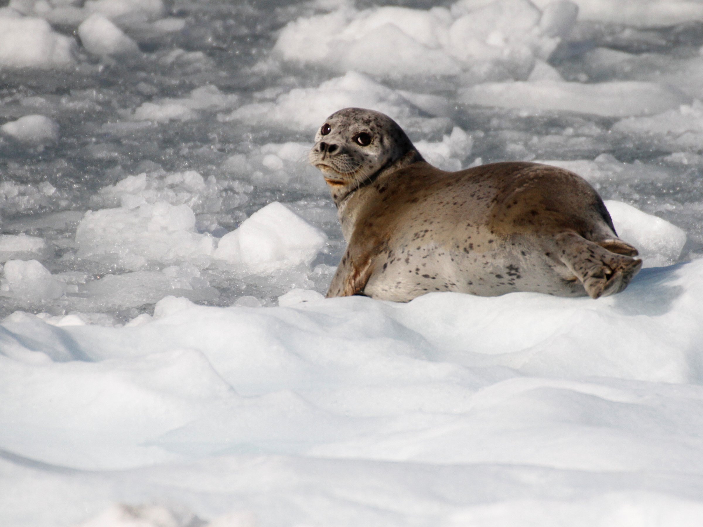 Lu Lu Belle Glacier Wildlife Cruises - All You Need to Know BEFORE You ...