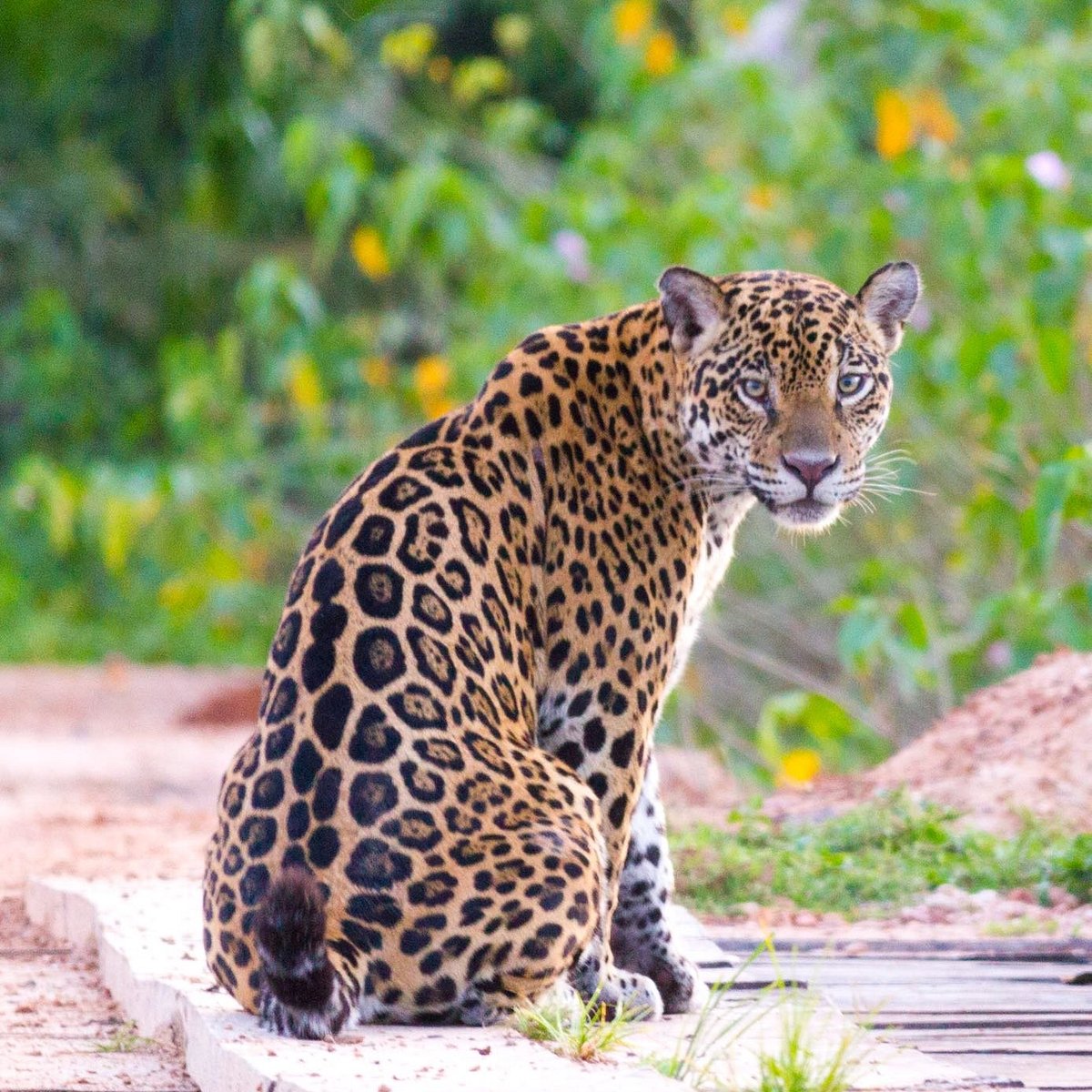 Found: Fishing Jaguars in Brazil's Phenomenal Pantanal