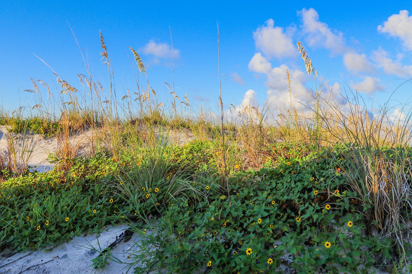 barefoot-beach-club-updated-2024-madeira-beach-florida