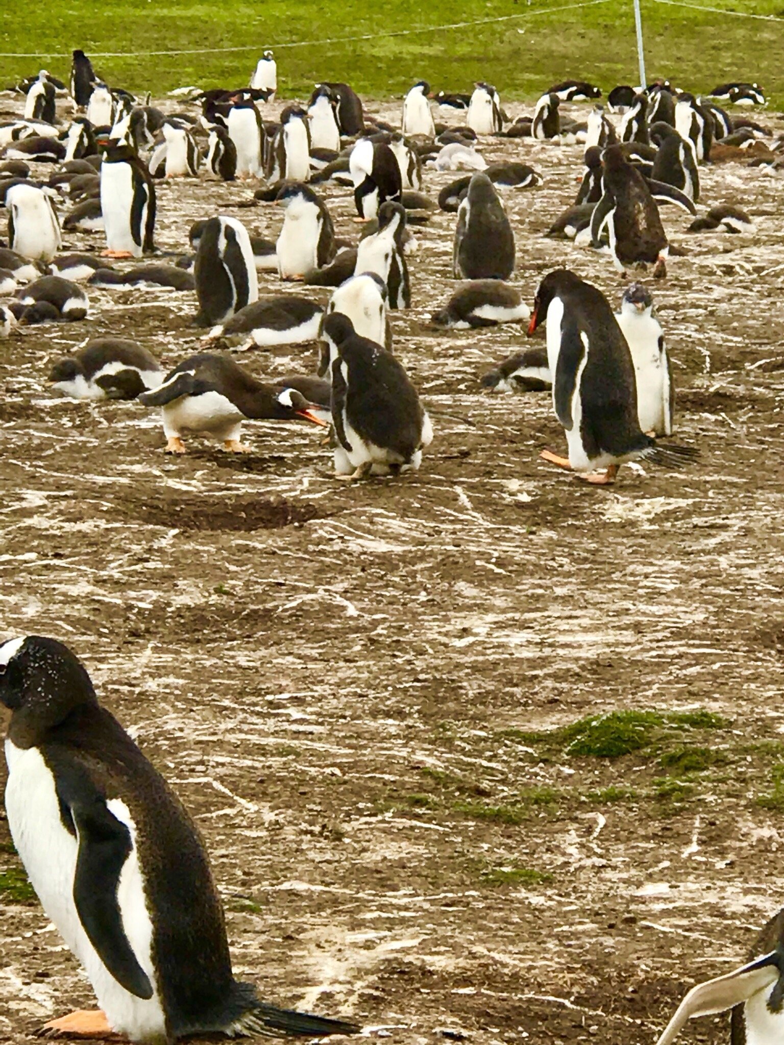 Falklands Style Off Road Tours All You Need To Know BEFORE You Go 2024   Photo6jpg 