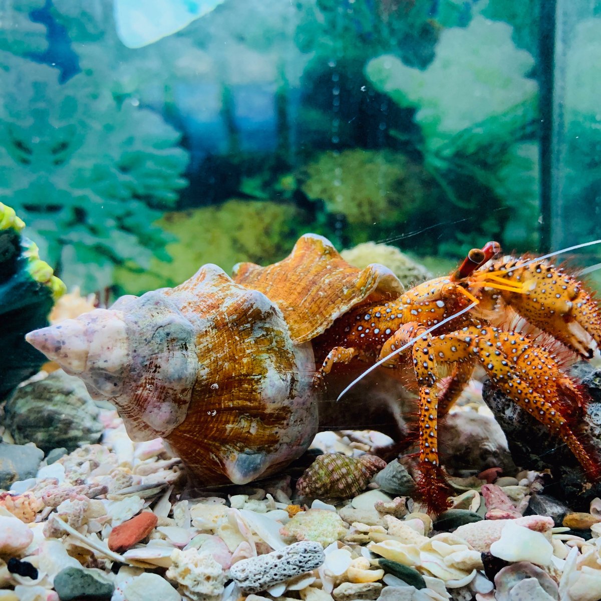 Phuket Aquarium, Пхукет: лучшие советы перед посещением - Tripadvisor