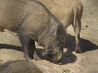 Gopalpur Zoo - All You Need to Know BEFORE You Go (with Photos) Gopalpur Zoo - All You Need to Know BEFORE You Go (with Photos)