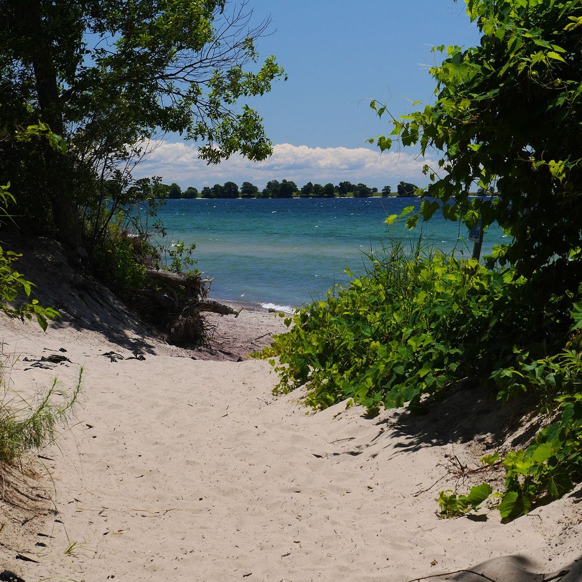 is sandy bay beach dog friendly