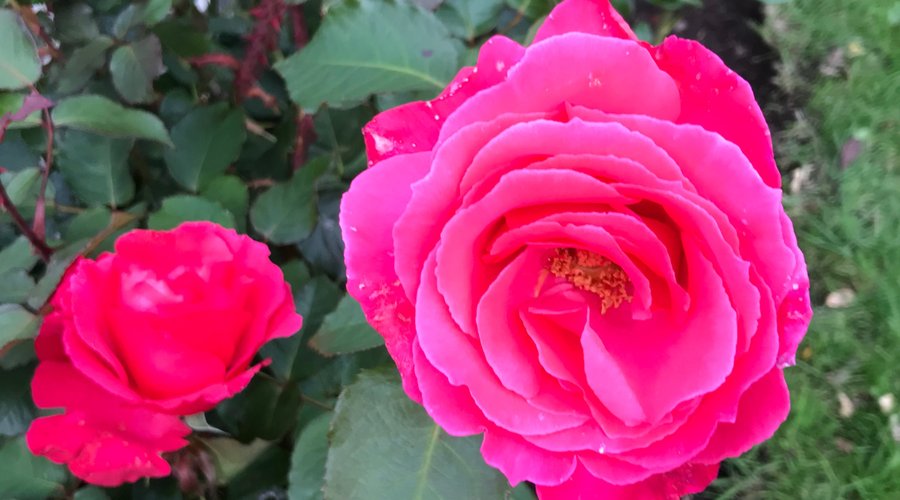 Roses in full Bloom in the Garden 