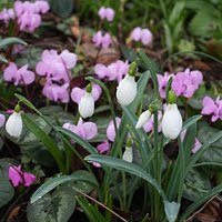Snowdrops and Cyclamens