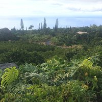 This is your view while sitting out on the lanai having a cup of coffee at Heavenly Hawaiian Coffee.