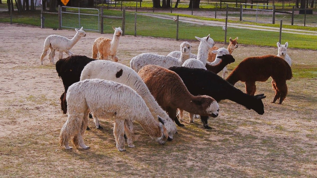 meet-the-animals-alpaca-farm-boutique-medina-oh-majestic-meadows