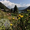 Flore-Alpe