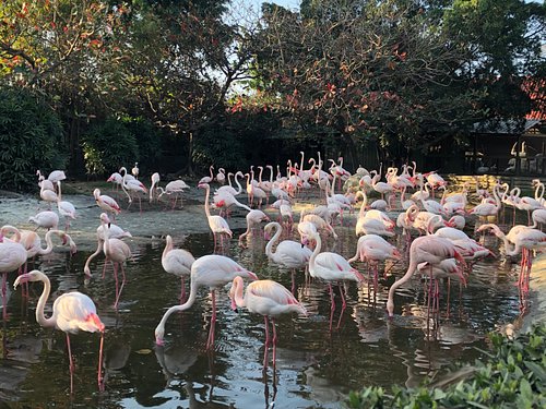 學甲最佳動物園及水族館 Tripadvisor