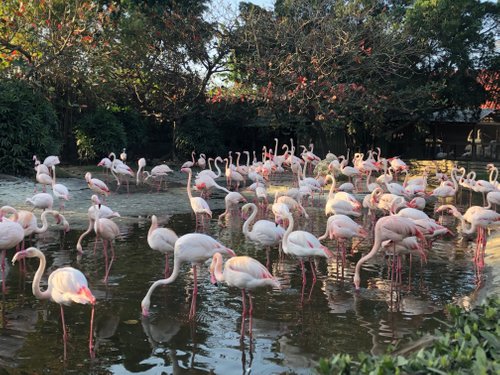 學甲最佳動物園及水族館 Tripadvisor