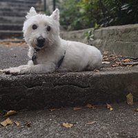 My dog's impression of a sphinx