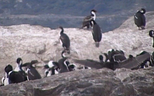 Esta es la impresionante isla de los pajaros en Ushuaia, Tierra del Fuego, Argentina. Impactante, no te asustes del olor que es bastante fuerte
