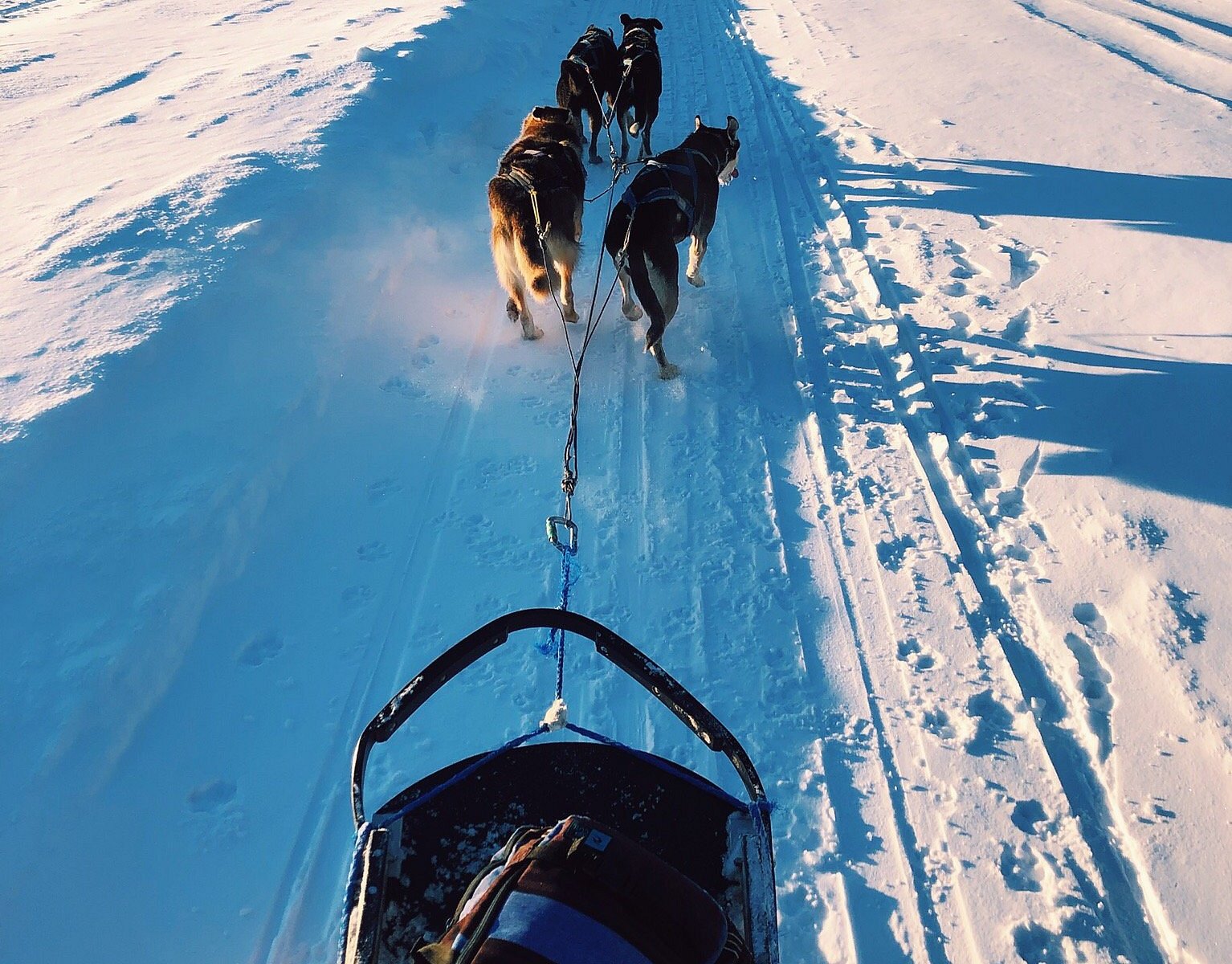 beck's sled dog kennels & tours