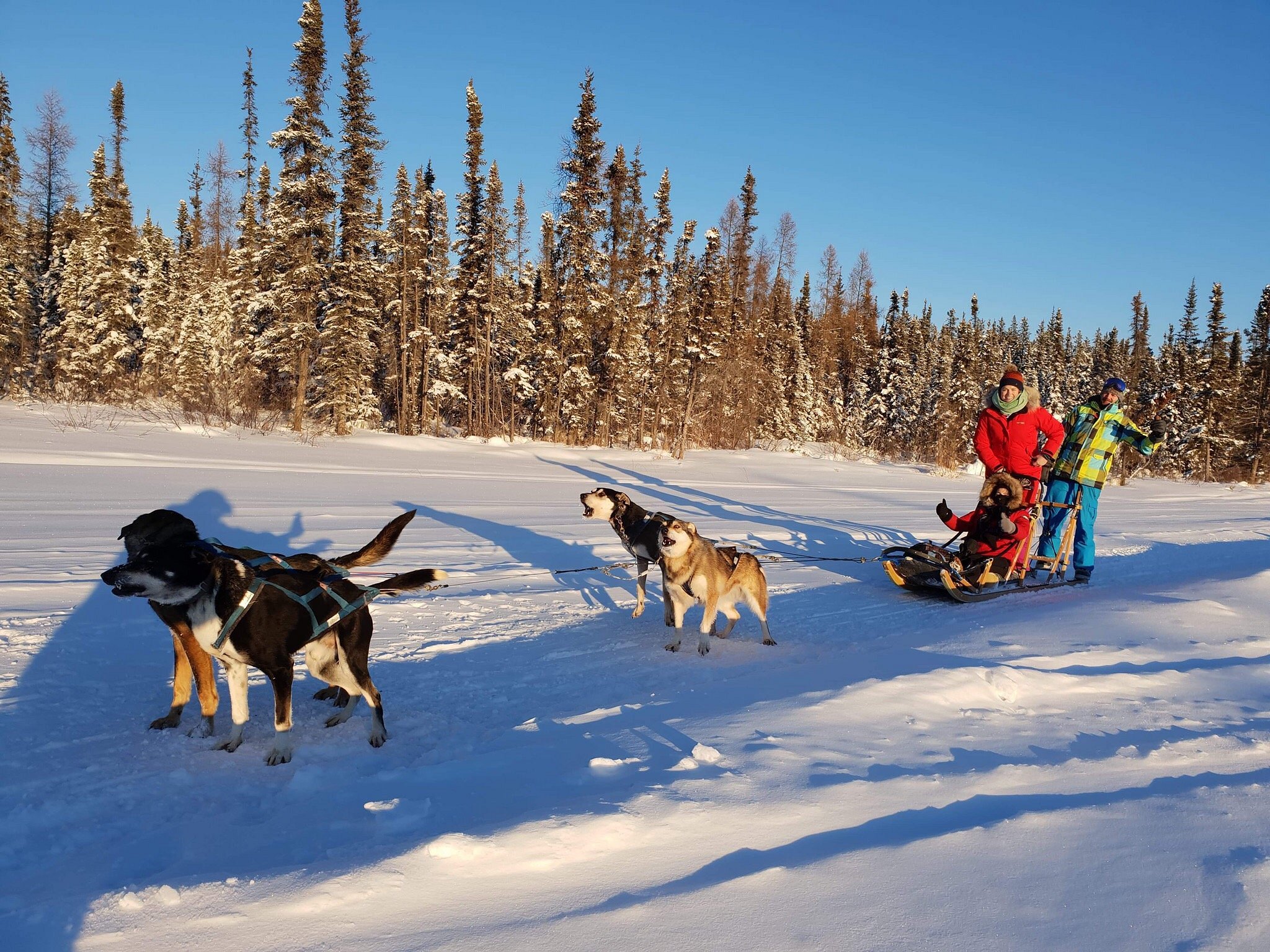 beck's sled dog kennels & tours